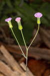Lilac tasselflower